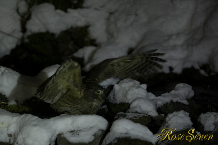 Blakiston’s fish owl