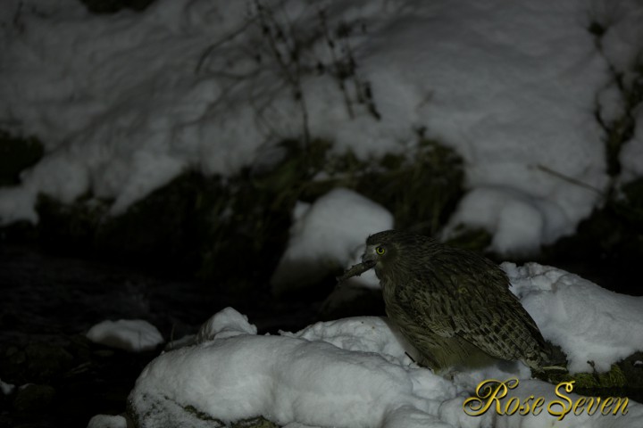 Blakiston’s fish owl