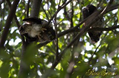 Brown hawk owl  (Infant bird)　アオバズク