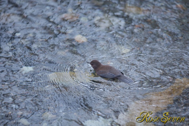 Brown Dipper