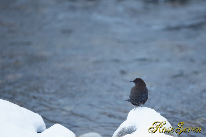 Brown Dipper