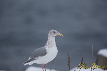 こっち見てるカモ　メ