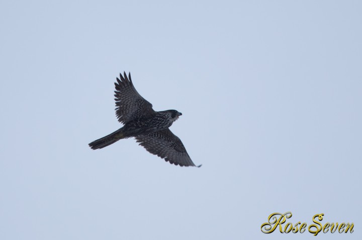 Peregrine Falcon