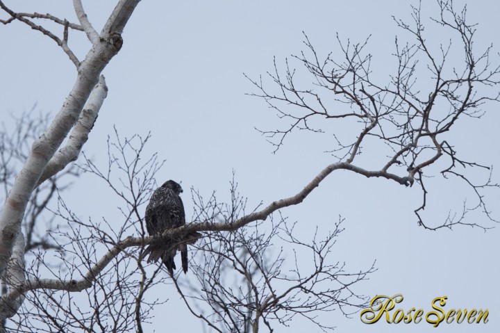 Peregrine Falcon