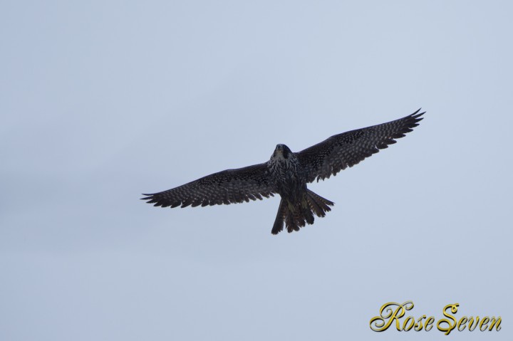 Peregrine Falcon