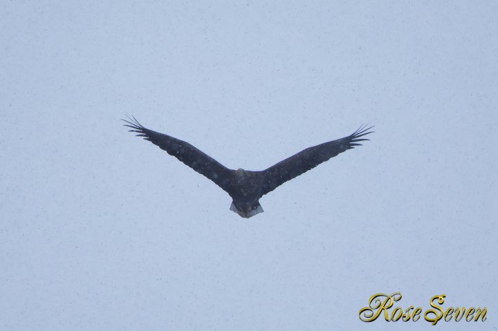 オジロワシ　White-tailed Eagle