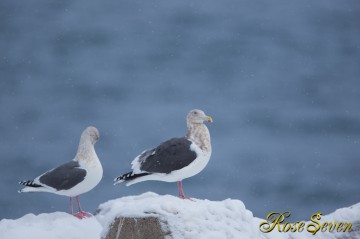 並んでるカモ　メ