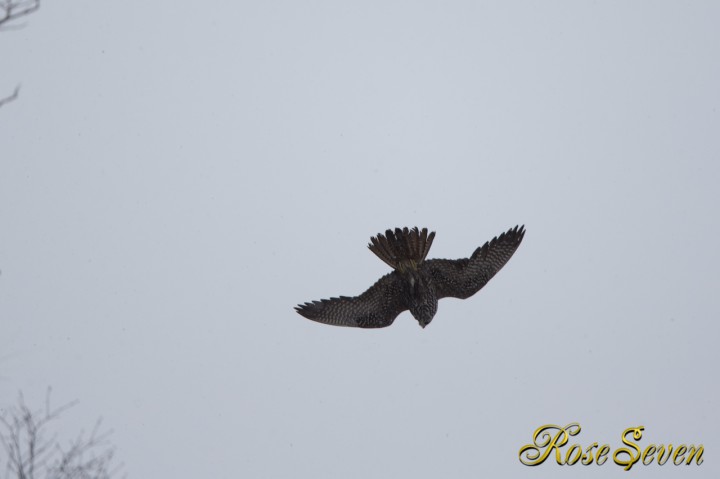 Peregrine Falcon