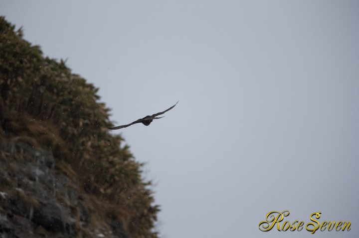 Peregrine Falcon