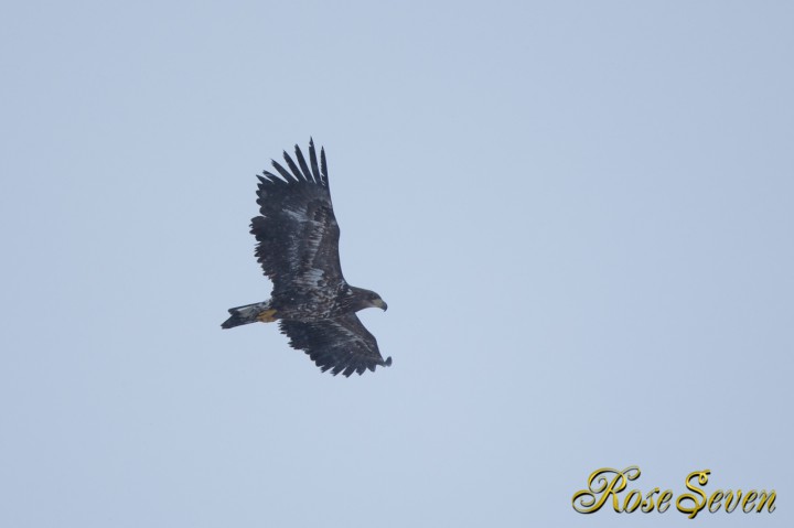 オジロワシ幼鳥　White-tailed EagleYoung）