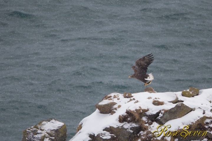 羅臼近郊でオジロワシ　White-tailed Eagle