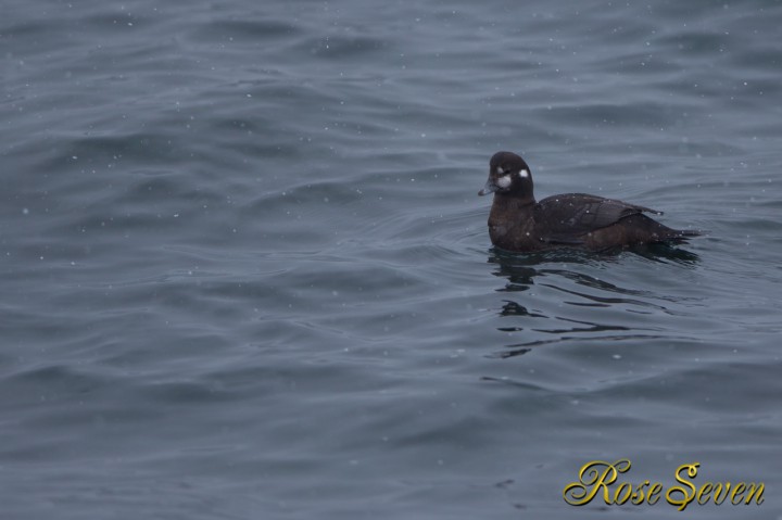 シノリガモ　Harlequin Duck　♀？？