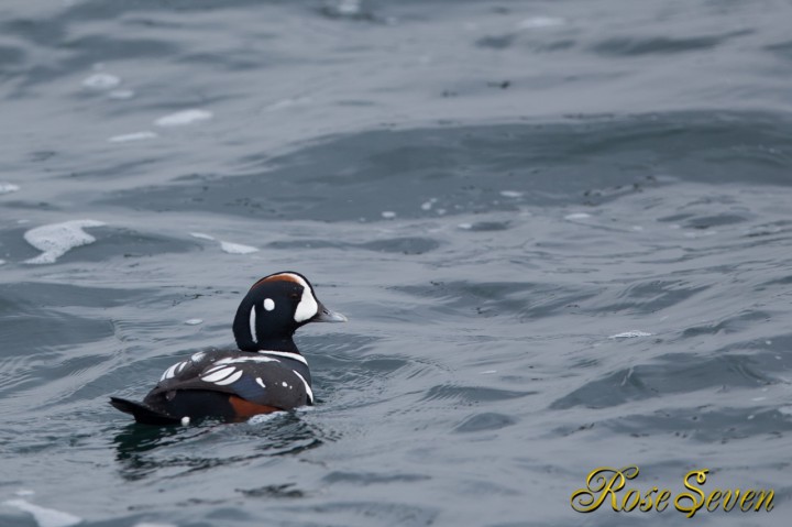 シノリガモ　Harlequin Duck