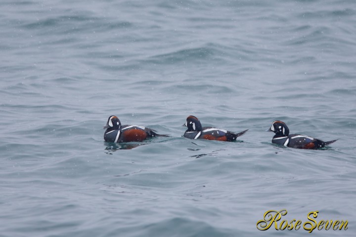 シノリガモ　Harlequin Duck