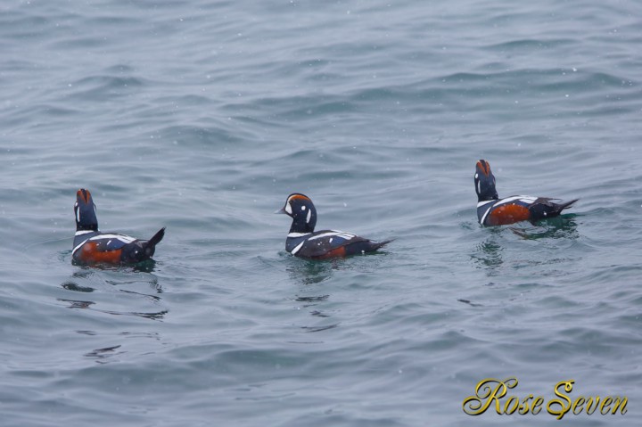 シノリガモ　Harlequin Duck