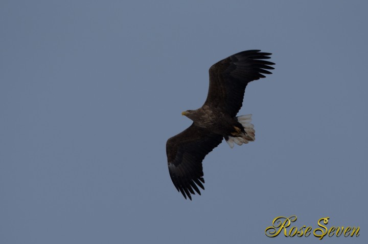 オジロワシ　White-tailed Eagle