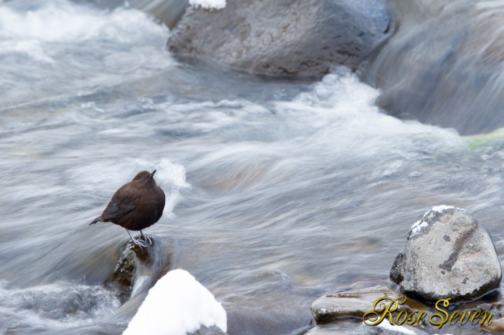 Brown Dipper