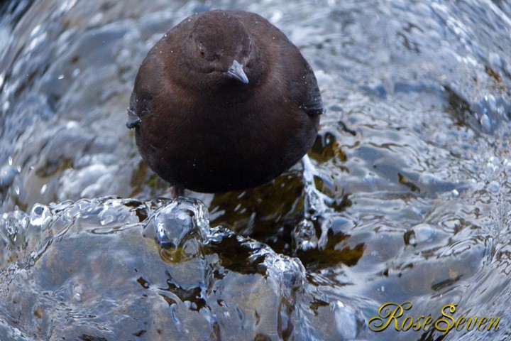 Brown Dipper　Magic Bullet Looks(FISH-EYE)