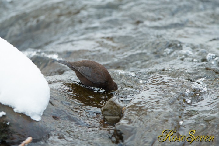 Brown Dipper