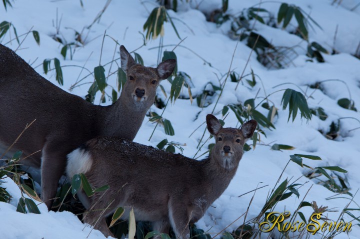 エゾシカ Hokkaido Sika Deer