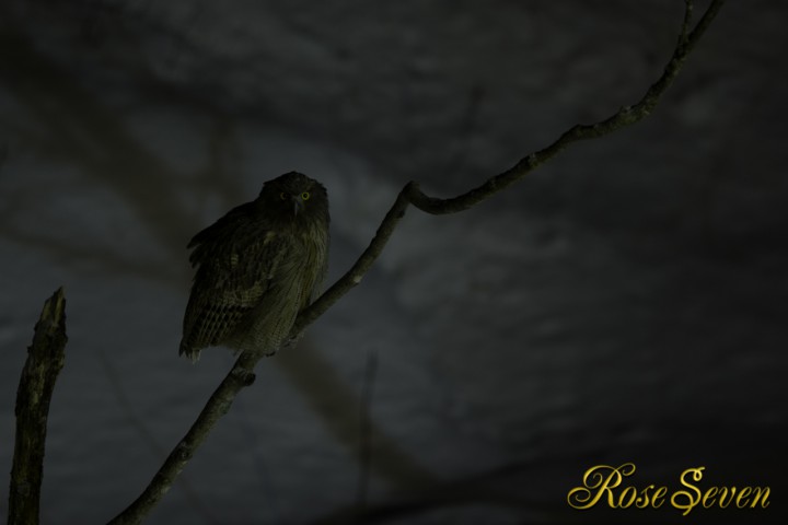 Blakiston's fish owl (F2.8 ISO1600)