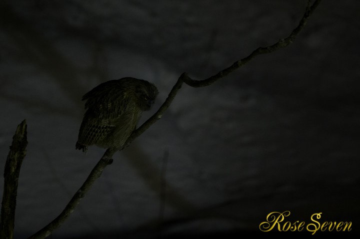 Blakiston's fish owl (ISO6400)