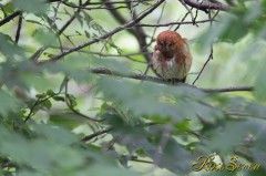 Scops Owl　コノハズク