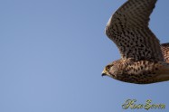 Common Kestrel　チョウゲンボウ