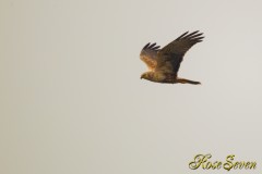 Eastern marsh harrier　　チュウヒ　※ Canon EOS-1D Mark IV + EF800 F5.6L IS USM (M-Mode F5.6 ISO1000 SS1/1000)