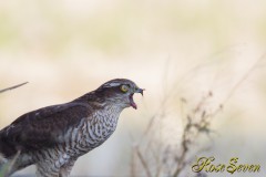 Sparrowhawk　ハイタカ