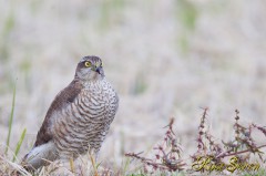 Sparrowhawk　ハイタカ