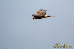 Eastern marsh harrier　チュウヒ　