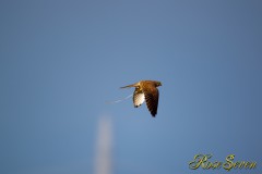 チョウゲンボウ　Common Kestrel　　　※ Canon EOS-1D Mark IV + EF800 F5.6L IS USM 