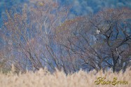 オオタカ　Northern Goshawk