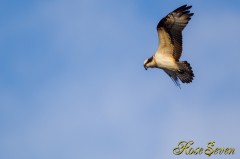 Osprey　ミサゴ　　※ Canon EOS-1D Mark IV + EF800 F5.6L IS USM (M-Mode F5.6 ISO400 SS1/1000)