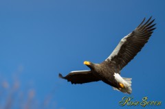 Steller's sea eagle　オオワシ