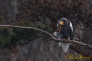 オオワシ　Steller's sea eagle