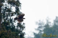 Mountain Hawk-eagle　クマタカ