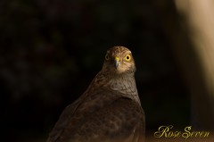 Sparrowhawk　ハイタカ　※　Canon Eos-1D Mark IV + EF400 F2.8L IS II USM 