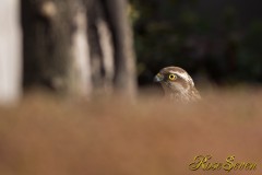 Sparrowhawk　ハイタカ