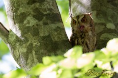 Collared Scops Owl　オオコノハズク