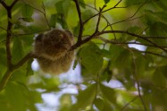 Collared Scops Owl　オオコノハズク