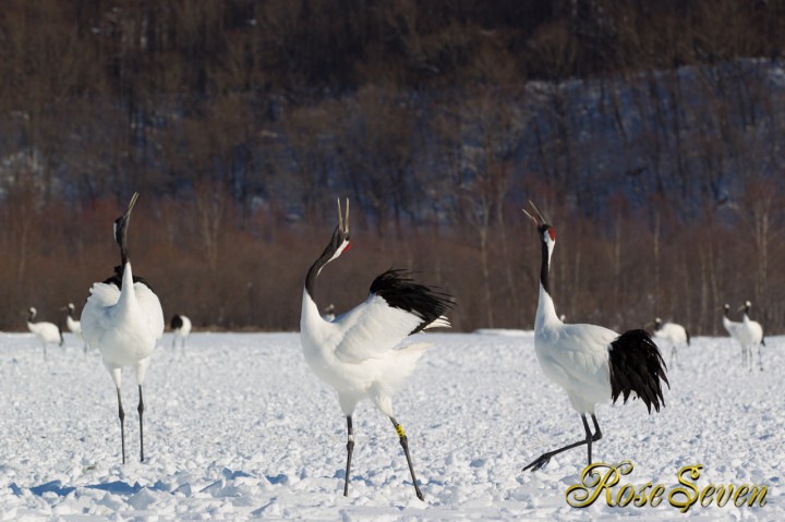 タンチョウ　Japanese crane (Canon Eos-1D X　EF400 F2.8L IS II USM + EXTENDER EF1.4×III)