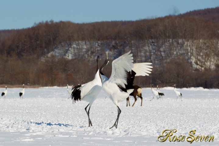 タンチョウ　Japanese crane (Canon Eos-1D Mark IV　EF70-200 F2.8L IS II USM)