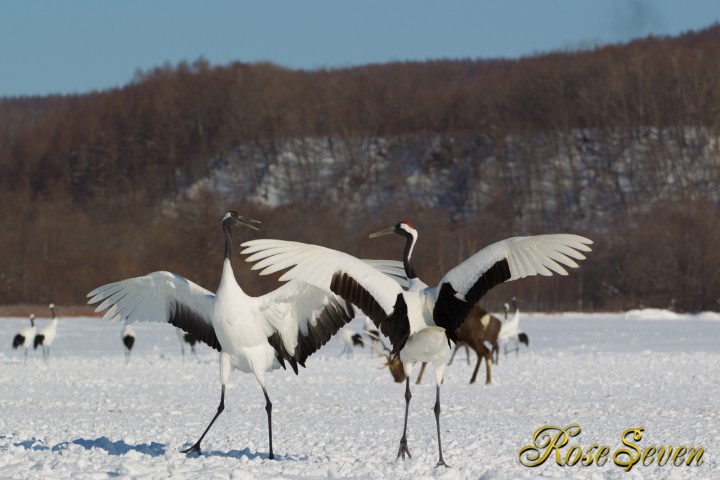 タンチョウ　Japanese crane (Canon Eos-1D Mark IV　EF70-200 F2.8L IS II USM)