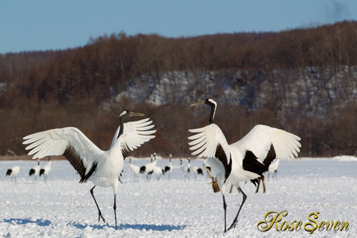 タンチョウ　Japanese crane (Canon Eos-1D Mark IV　EF70-200 F2.8L IS II USM)