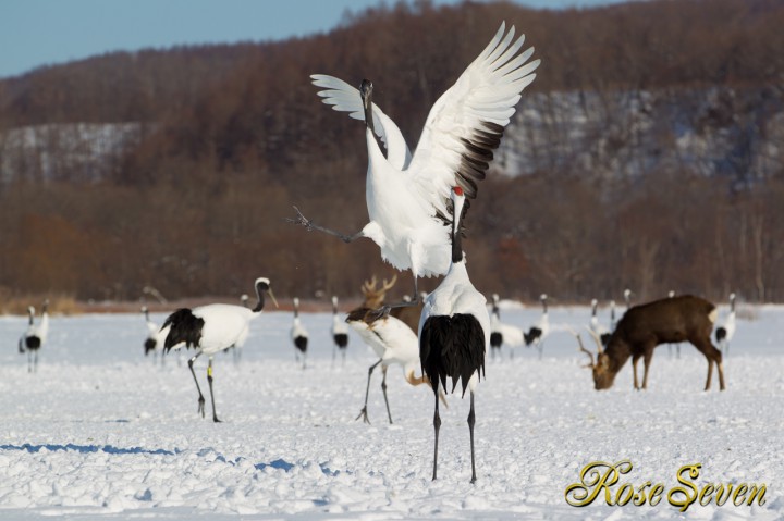 タンチョウ　Japanese crane (Canon Eos-1D Mark IV　EF70-200 F2.8L IS II USM)