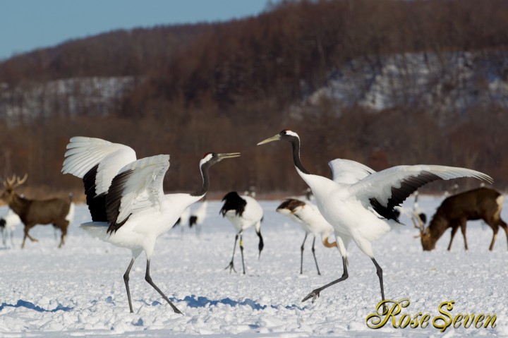 タンチョウ　Japanese crane (Canon Eos-1D Mark IV　EF70-200 F2.8L IS II USM)