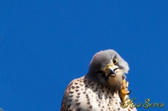 Common Kestrel　チョウゲンボウ