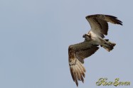 Osprey　ミサゴ